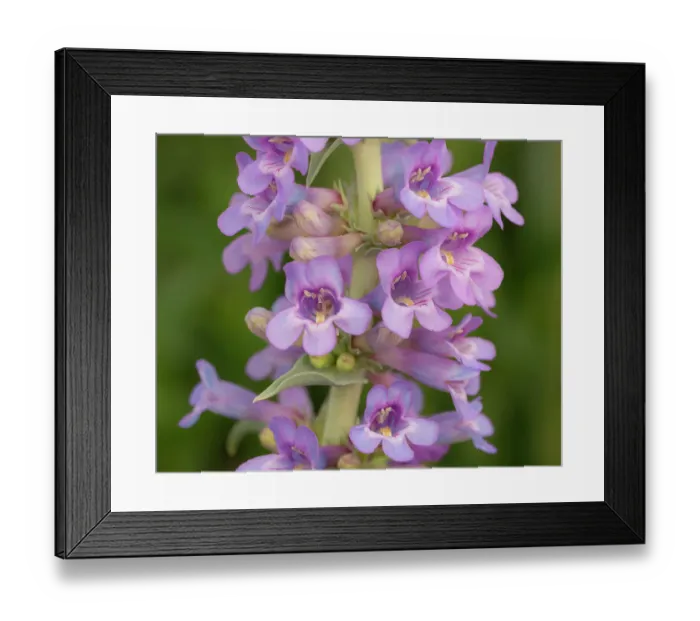 Framed Print : Narrow leaf beardtongue, whorled penstemon, whorled beardtongue, Penstemon angustifolius, native plant of New Mexico