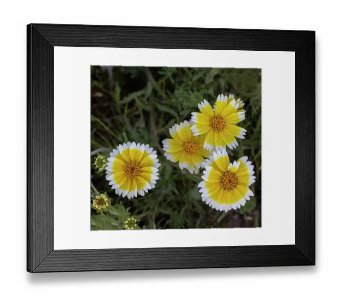 Framed Print : Bright yellow and white wildflowers gladden the soul in this meadow in the California Coast Range Framed Print : Bright yellow and white wildflowers gladden the soul in this meadow in the California Coast Range