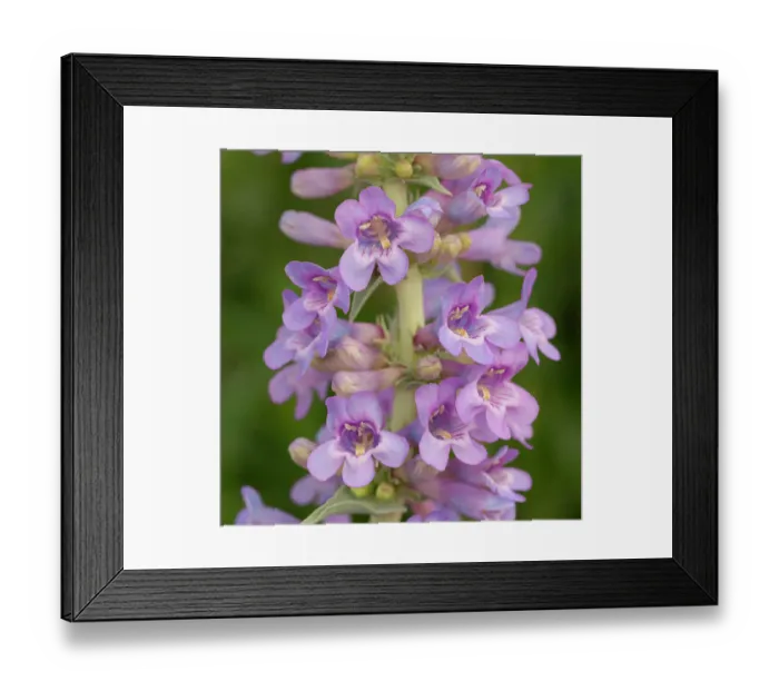 Framed Print : Narrow leaf beardtongue, whorled penstemon, whorled beardtongue, Penstemon angustifolius, native plant of New Mexico Framed Print : Narrow leaf beardtongue, whorled penstemon, whorled beardtongue, Penstemon angustifolius, native plant of New Mexico