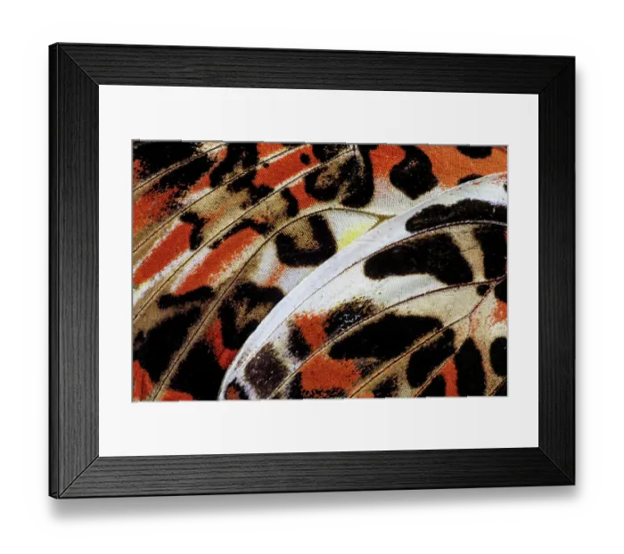 Framed Print : USA, Washington State, Sammamish. Butterfly wing detail Framed Print : USA, Washington State, Sammamish. Butterfly wing detail