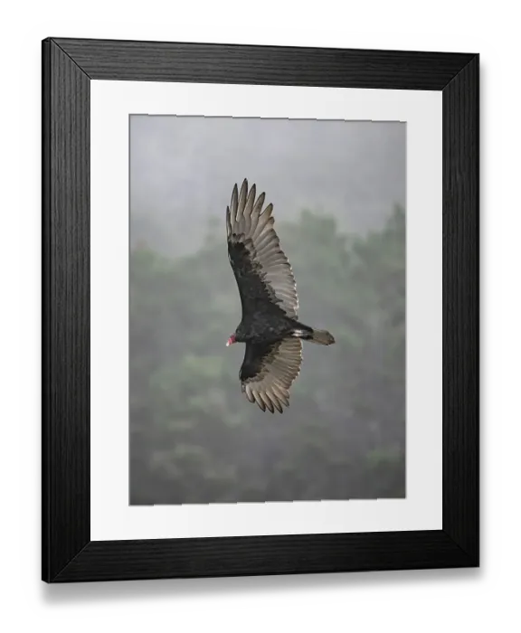 Framed Print : Turkey vulture spreads its mighty wings while hunting for carrion Framed Print : Turkey vulture spreads its mighty wings while hunting for carrion