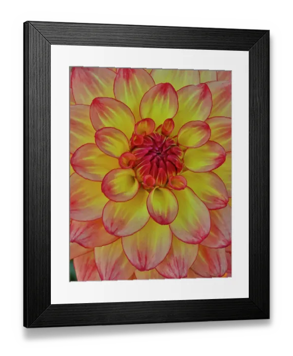 Framed Print : USA, Washington State, Sammamish. Dahlia flower close-up of petals Framed Print : USA, Washington State, Sammamish. Dahlia flower close-up of petals