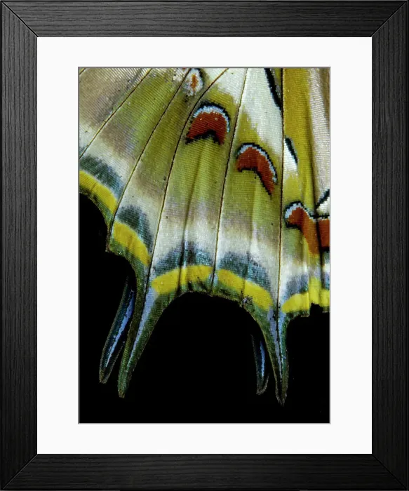 Framed Print : USA, Washington State, Sammamish. Tail wing detail tropical butterfly Charaxes Framed Print : USA, Washington State, Sammamish. Tail wing detail tropical butterfly Charaxes