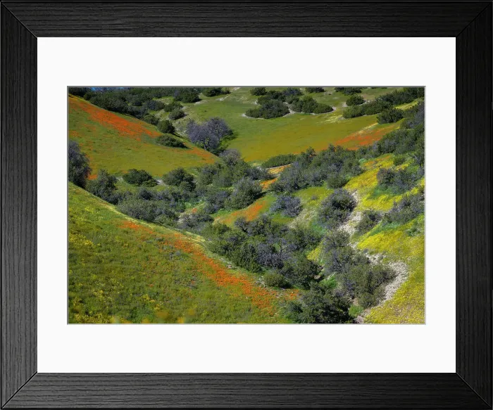 Framed Print : Medley of wildflowers covers the hillsides of the California Coast Range Framed Print : Medley of wildflowers covers the hillsides of the California Coast Range