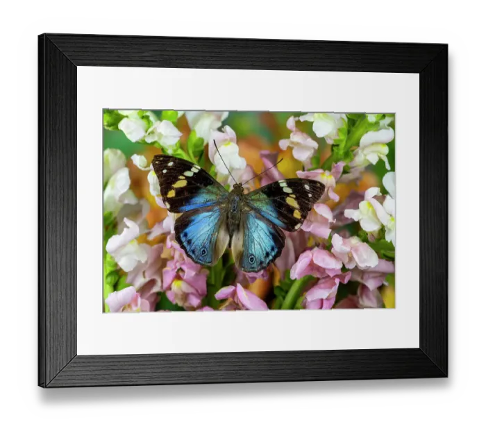 Framed Print : USA, Washington State, Sammamish. Tropical butterfly on pink and white snapdragons Framed Print : USA, Washington State, Sammamish. Tropical butterfly on pink and white snapdragons