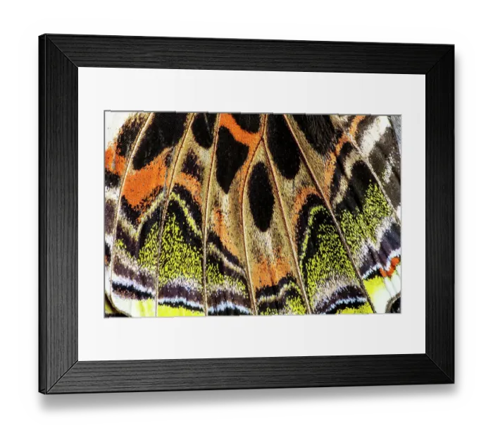 Framed Print : USA, Washington State, Sammamish. Butterfly wing detail Framed Print : USA, Washington State, Sammamish. Butterfly wing detail