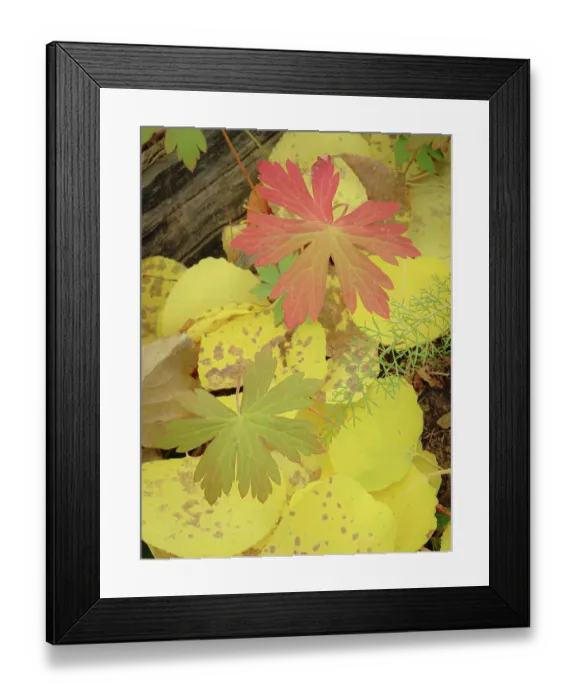Framed Print : Fall colors groundside along the 10k Trailhead, Sandia mountains, New Mexico Framed Print : Fall colors groundside along the 10k Trailhead, Sandia mountains, New Mexico