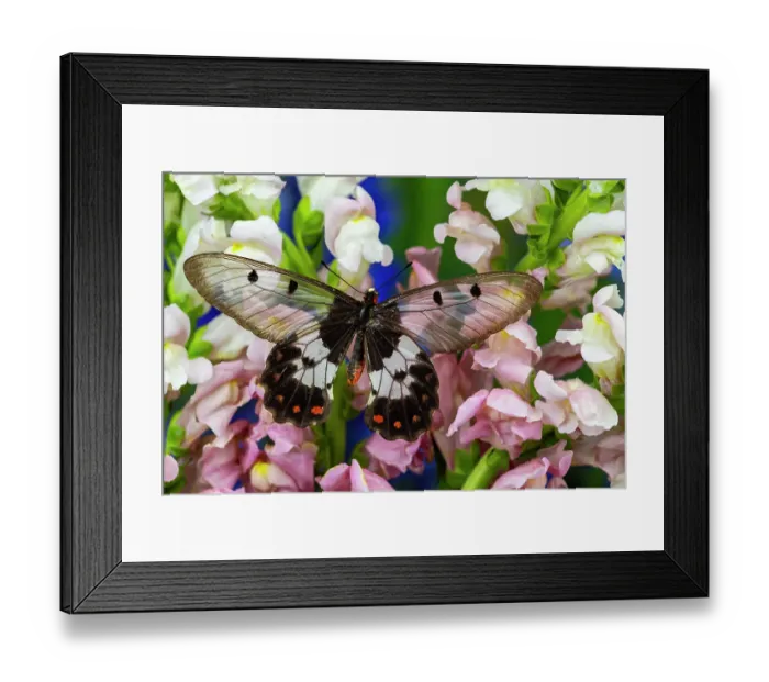Framed Print : USA, Washington State, Sammamish. Big greasy. Also known as the clearwing butterfly on pink and white snapdragon flowers Framed Print : USA, Washington State, Sammamish. Big greasy. Also known as the clearwing butterfly on pink and white snapdragon flowers