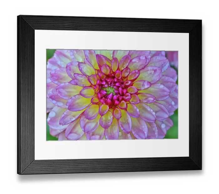 Framed Print : USA, Washington State, Sammamish. Dahlia flower close-up of petals Framed Print : USA, Washington State, Sammamish. Dahlia flower close-up of petals