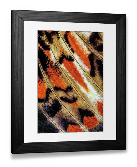 Framed Print : USA, Washington State, Sammamish. Butterfly wing detail Framed Print : USA, Washington State, Sammamish. Butterfly wing detail