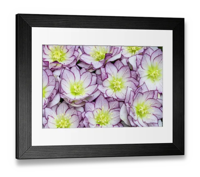 Framed Print : USA, Washington State, Sammamish. Hellebores winter flowering design pattern Framed Print : USA, Washington State, Sammamish. Hellebores winter flowering design pattern