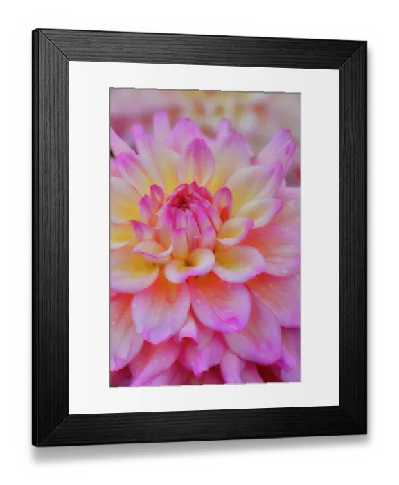 Framed Print : USA, Washington State, Sammamish. Dahlia flower close-up of petals Framed Print : USA, Washington State, Sammamish. Dahlia flower close-up of petals