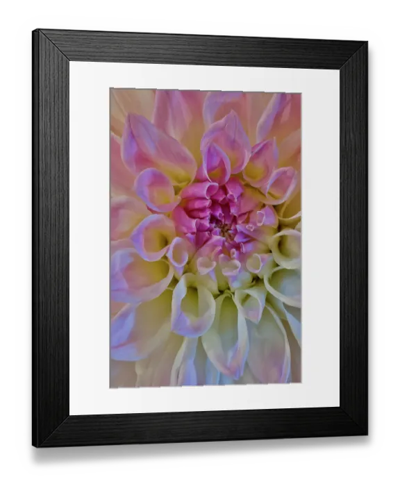 Framed Print : USA, Washington State, Sammamish. Dahlia flower close-up of petals Framed Print : USA, Washington State, Sammamish. Dahlia flower close-up of petals