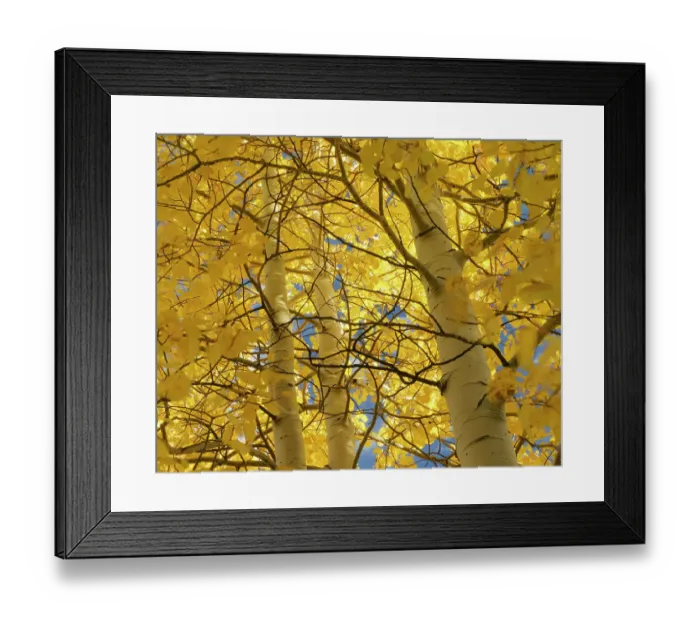 Framed Print : Looking up through the quaking aspen, fall season, Sandia Mountains, Cibola National Forest, New Mexico