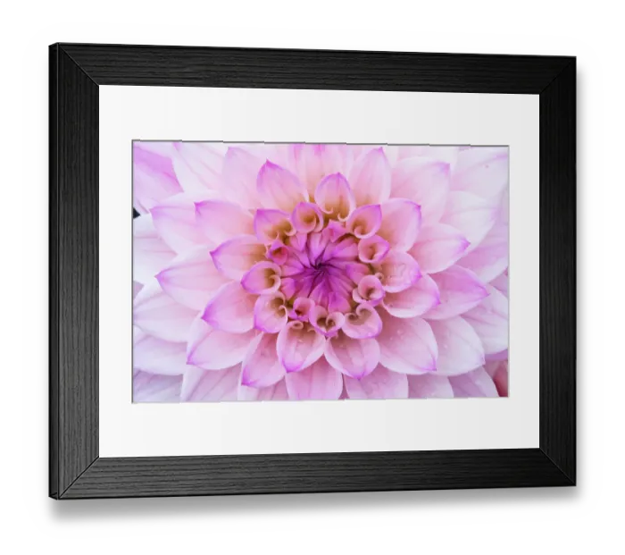 Framed Print : USA, Washington State, Sammamish. Dahlia flower close-up of petals Framed Print : USA, Washington State, Sammamish. Dahlia flower close-up of petals