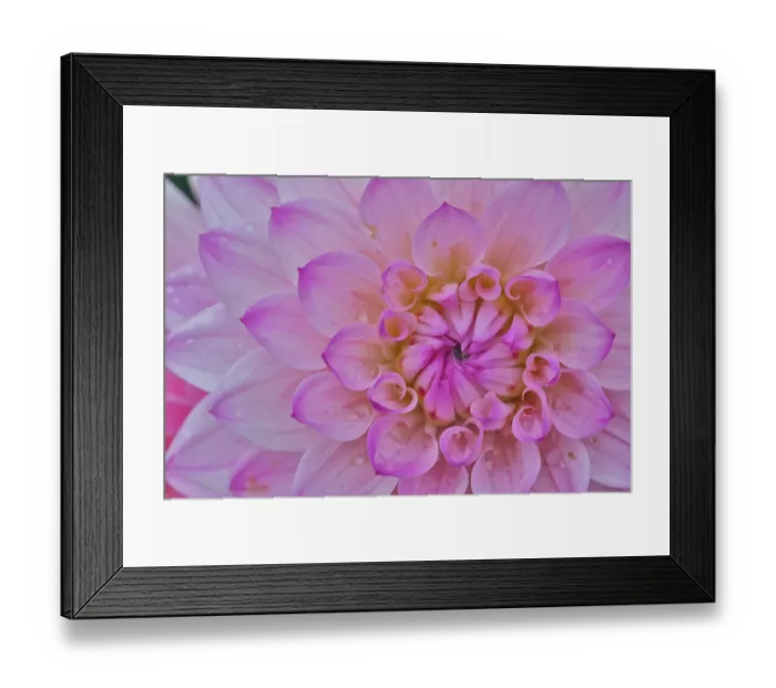 Framed Print : USA, Washington State, Sammamish. Dahlia flower close-up of petals Framed Print : USA, Washington State, Sammamish. Dahlia flower close-up of petals