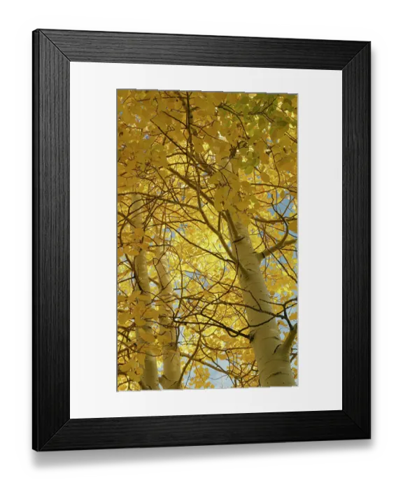 Framed Print : Looking up through the quaking aspen, fall season, Sandia Mountains, Cibola National Forest, New Mexico