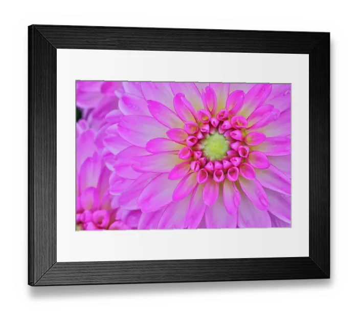 Framed Print : USA, Washington State, Sammamish. Dahlia flower close-up of petals