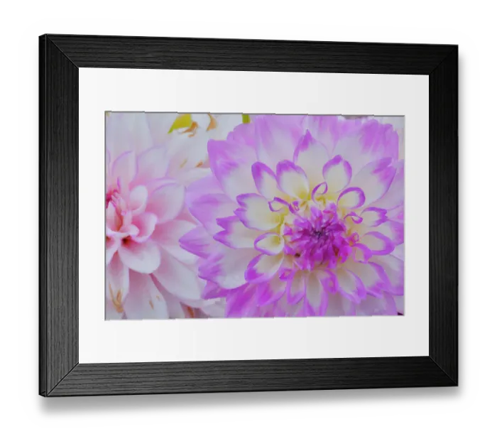 Framed Print : USA, Washington State, Sammamish. Dahlia flower close-up of petals Framed Print : USA, Washington State, Sammamish. Dahlia flower close-up of petals