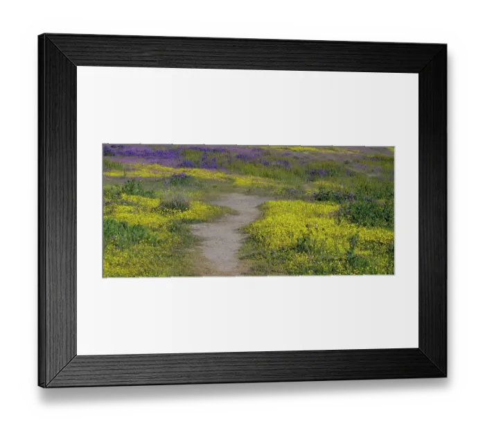 Framed Print : Purple and yellow wildflowers edge an enticing trail in the Carrizo Plains. The region experienced a super bloom after heavy rains in early 2023 Framed Print : Purple and yellow wildflowers edge an enticing trail in the Carrizo Plains. The region experienced a super bloom after heavy rains in early 2023