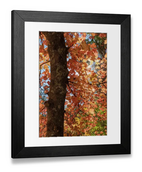 Framed Print : Bigtooth maple fall-colored leaves backlit in the morning sun, Albuquerque Trail, Cibola National Forest, New Mexico Framed Print : Bigtooth maple fall-colored leaves backlit in the morning sun, Albuquerque Trail, Cibola National Forest, New Mexico