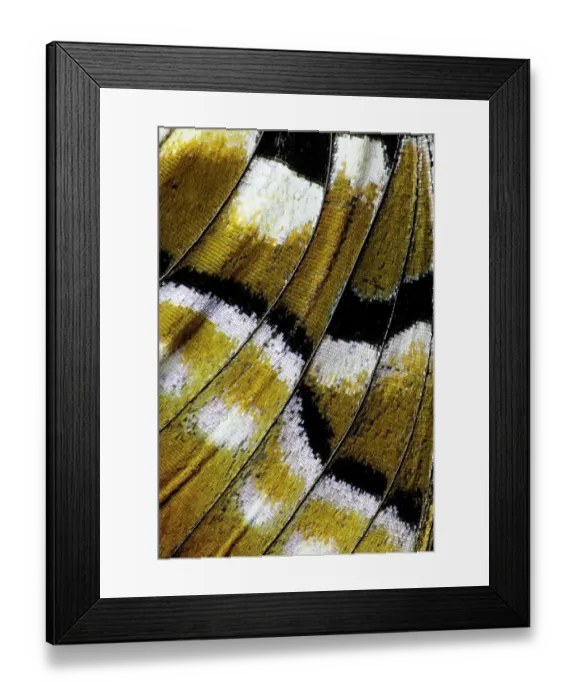 Framed Print : USA, Washington State, Sammamish. Butterfly wing detail Framed Print : USA, Washington State, Sammamish. Butterfly wing detail
