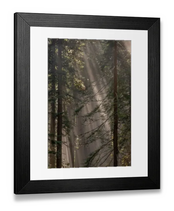 Framed Print : Fog rays in the Redwoods at Lady Bird Johnson Grove in Redwood National and State Park in Humbolt County, California, USA Framed Print : Fog rays in the Redwoods at Lady Bird Johnson Grove in Redwood National and State Park in Humbolt County, California, USA