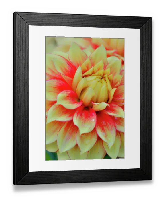 Framed Print : USA, Washington State, Sammamish. Dahlia flower close-up of petals Framed Print : USA, Washington State, Sammamish. Dahlia flower close-up of petals