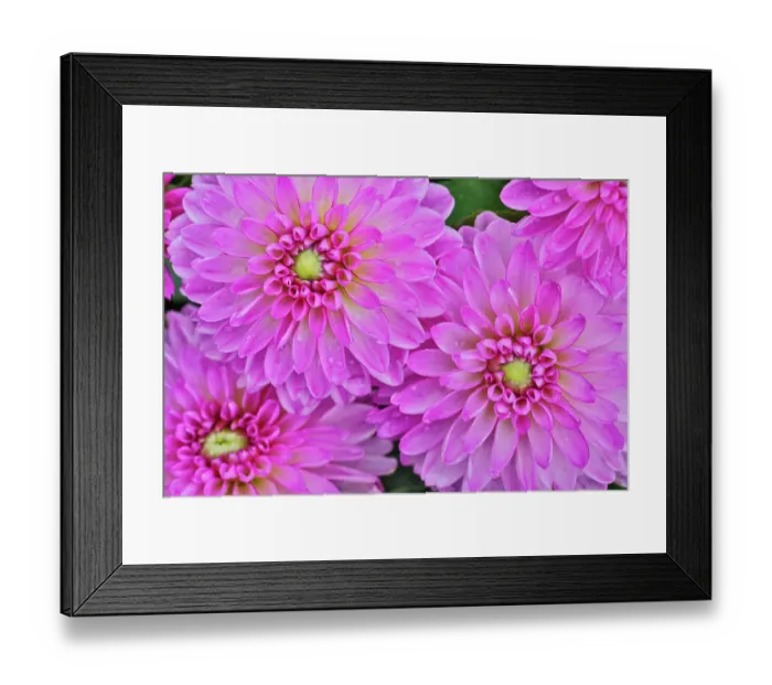 Framed Print : USA, Washington State, Sammamish. Dahlia flower close-up of petals