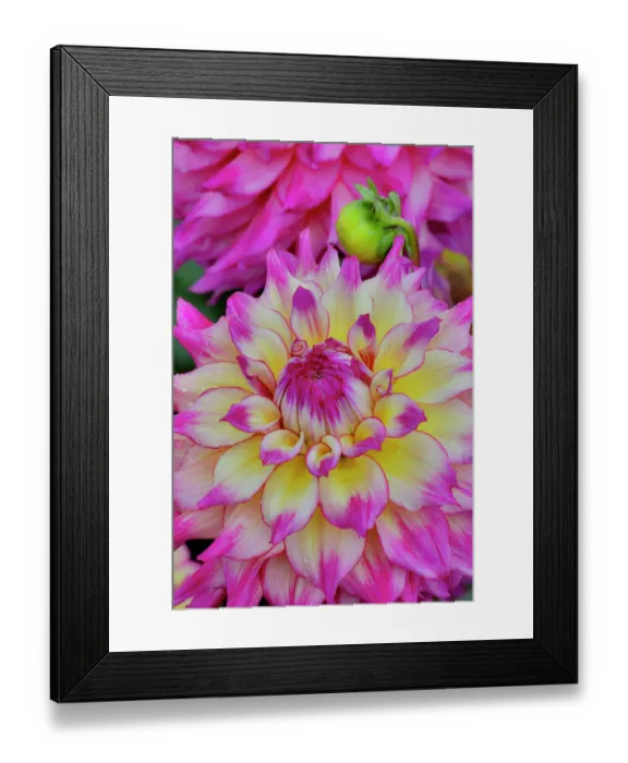 Framed Print : USA, Washington State, Sammamish. Dahlia flower close-up of petals Framed Print : USA, Washington State, Sammamish. Dahlia flower close-up of petals
