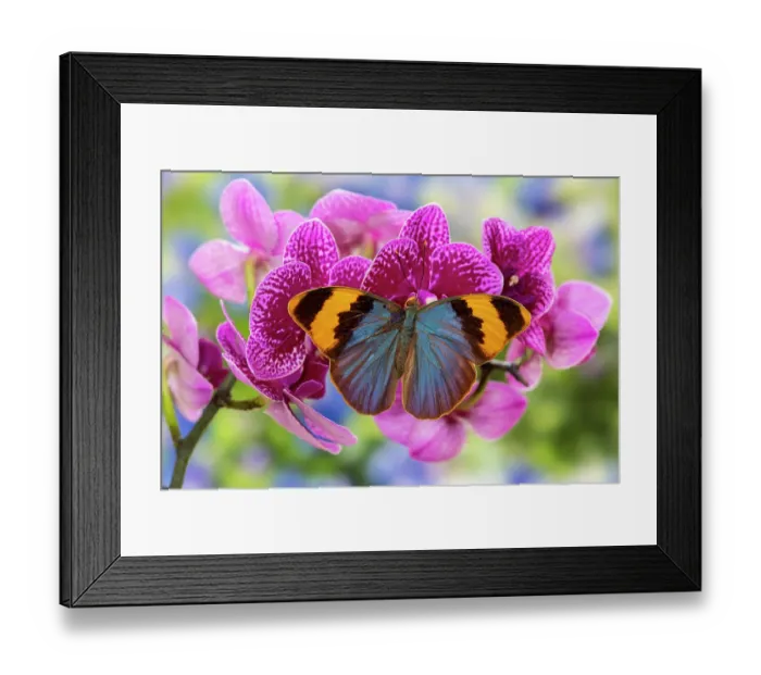 Framed Print : USA, Washington State, Sammamish. Tropical butterfly on flowering tropical orchid Framed Print : USA, Washington State, Sammamish. Tropical butterfly on flowering tropical orchid