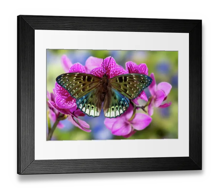 Framed Print : USA, Washington State, Sammamish. Tropical butterfly on flowering tropical orchid Framed Print : USA, Washington State, Sammamish. Tropical butterfly on flowering tropical orchid