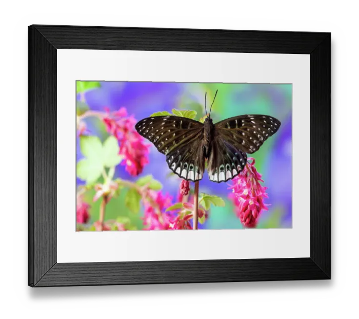 Framed Print : USA, Washington State, Sammamish. Tropical butterfly on flowering wild pink currant