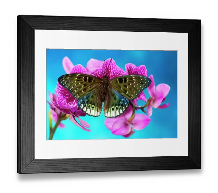 Framed Print : USA, Washington State, Sammamish. Tropical butterfly on flowering tropical orchid Framed Print : USA, Washington State, Sammamish. Tropical butterfly on flowering tropical orchid