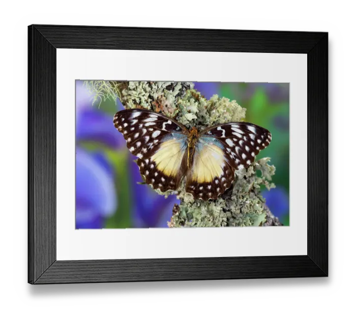Framed Print : USA, Washington State, Sammamish. Tropical butterfly on lichen covered branch