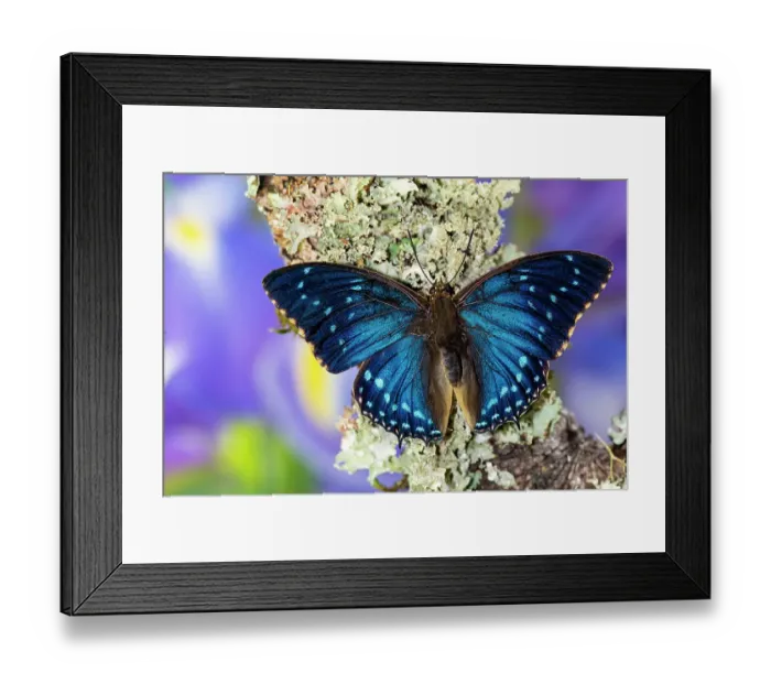 Framed Print : USA, Washington State, Sammamish. Blue tropical butterfly in the Charaxes family Framed Print : USA, Washington State, Sammamish. Blue tropical butterfly in the Charaxes family