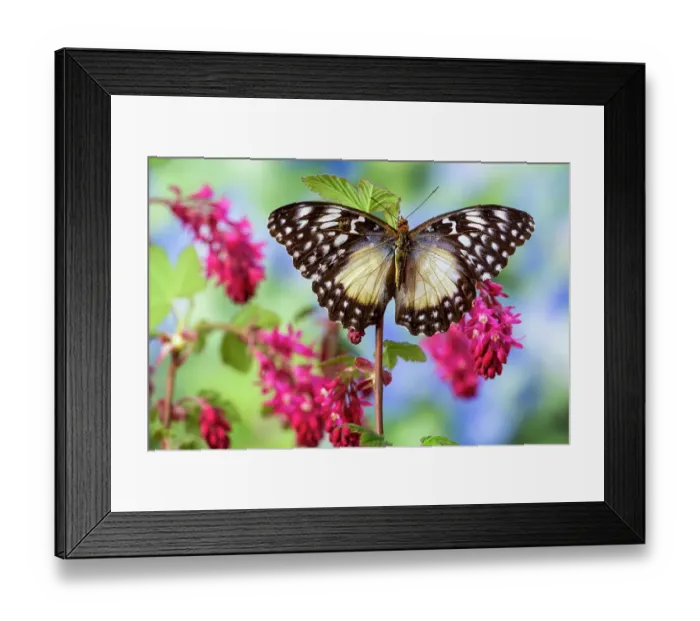 Framed Print : USA, Washington State, Sammamish. Tropical butterfly on pink wild currant blooms Framed Print : USA, Washington State, Sammamish. Tropical butterfly on pink wild currant blooms