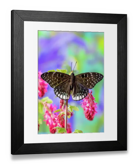 Framed Print : USA, Washington State, Sammamish. Tropical butterfly on flowering wild pink currant Framed Print : USA, Washington State, Sammamish. Tropical butterfly on flowering wild pink currant