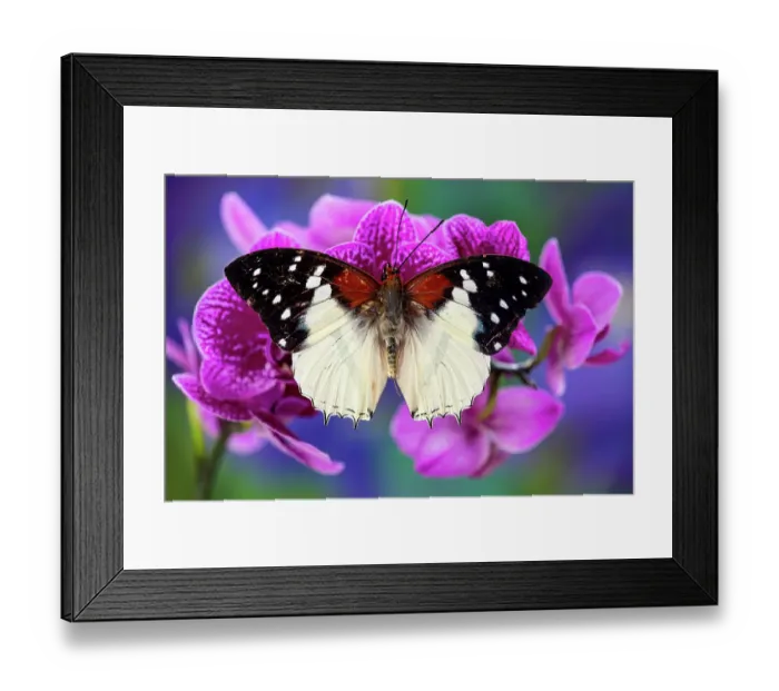 Framed Print : USA, Washington State, Sammamish. Tropical butterfly in the Charaxes family on orchids Framed Print : USA, Washington State, Sammamish. Tropical butterfly in the Charaxes family on orchids