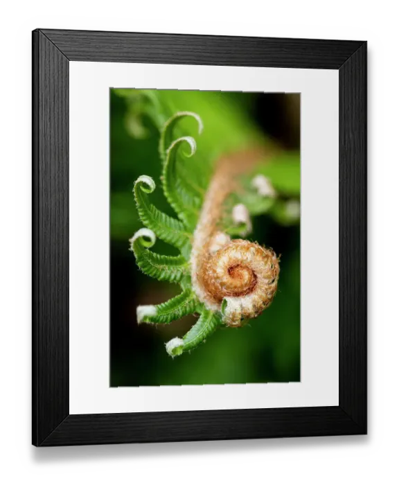 Framed Print : USA, Washington State, Sammamish. Close-up of Western Sword Fern uncurling. (PR) Framed Print : USA, Washington State, Sammamish. Close-up of Western Sword Fern uncurling. (PR)