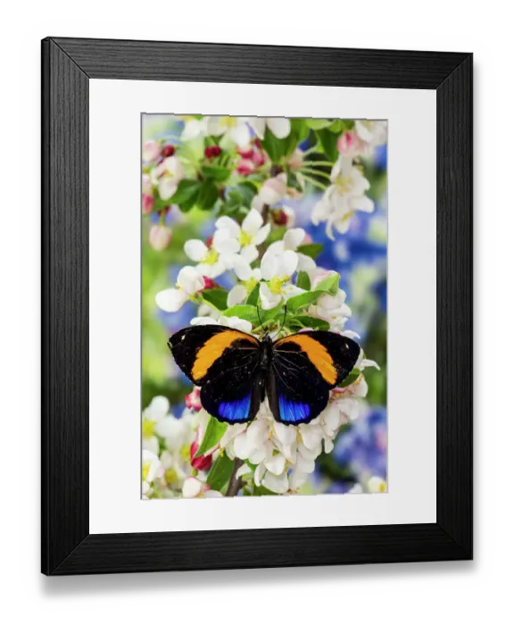Framed Print : USA, Washington State, Sammamish. Tropical butterfly Asterope davisi small blue and orange on flowering white crabapple tree
