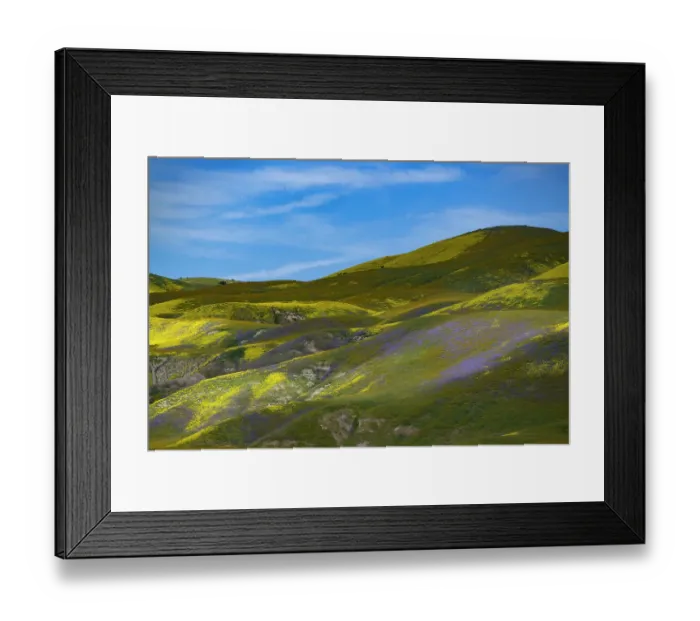 Framed Print : Medley of brilliant wildflowers covers the California Coast Range in spring Framed Print : Medley of brilliant wildflowers covers the California Coast Range in spring