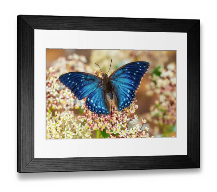 Framed Print : USA, Washington State, Sammamish. Blue tropical butterfly in the Charaxes family Framed Print : USA, Washington State, Sammamish. Blue tropical butterfly in the Charaxes family
