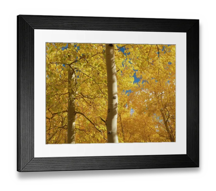 Framed Print : Fall leaf on the 10k Trailhead, Sandia mountains, New Mexico Framed Print : Fall leaf on the 10k Trailhead, Sandia mountains, New Mexico