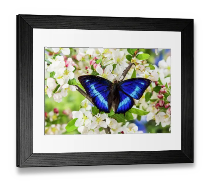 Framed Print : USA, Washington State, Sammamish. Tropical butterfly Prepona omphale on flowering white crabapple tree Framed Print : USA, Washington State, Sammamish. Tropical butterfly Prepona omphale on flowering white crabapple tree
