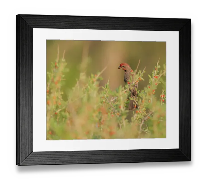 Framed Print : House finch in wolfberries, Bosque del Apache National Wildlife Refuge, New Mexico