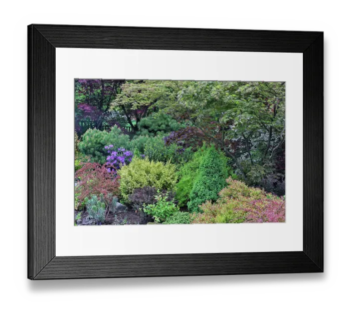 Framed Print : USA, Washington State, Sammamish. Garden front yard and deer proof
