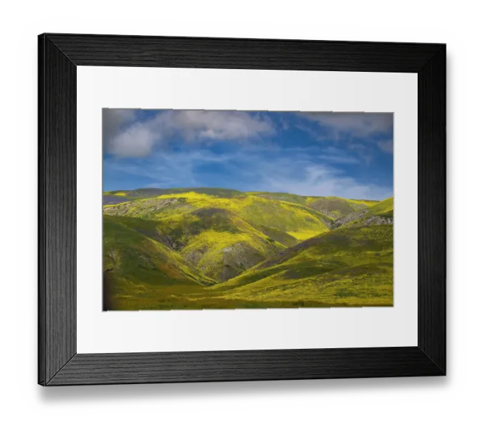 Framed Print : Yellow wildflowers cover the hillsides of the California Coast Range Framed Print : Yellow wildflowers cover the hillsides of the California Coast Range