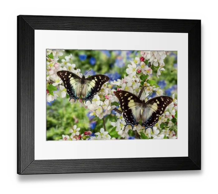 Framed Print : USA, Washington State, Sammamish. Tropical butterfly the Leafwing butterfly Polyura cognatus on flowering crabapple blooms Framed Print : USA, Washington State, Sammamish. Tropical butterfly the Leafwing butterfly Polyura cognatus on flowering crabapple blooms