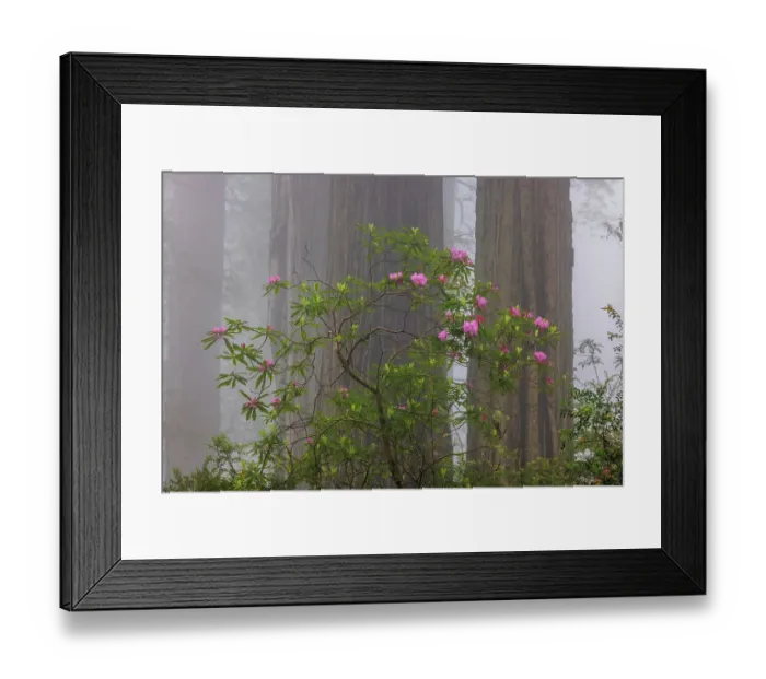 Framed Print : Rhododendron flowers in foggy Del Norte Coast Redwoods State Park, California, USA Framed Print : Rhododendron flowers in foggy Del Norte Coast Redwoods State Park, California, USA